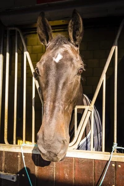 Cavalo em seu estábulo — Fotografia de Stock