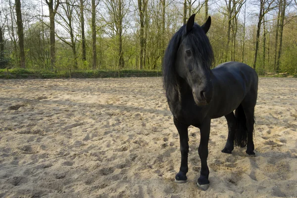 Grappige zwarte paard — Stockfoto