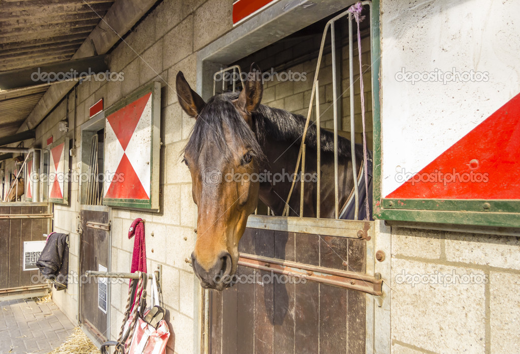 Horse in their stalls