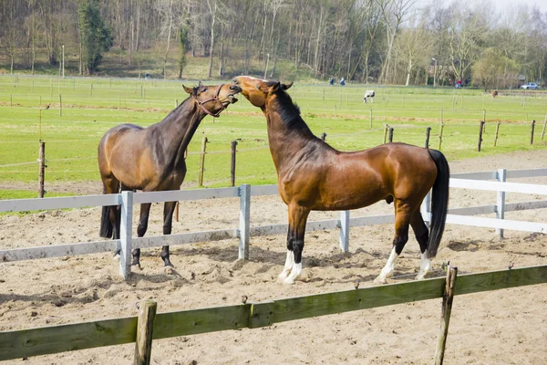 Cavallo nelle loro bancarelle — Foto Stock