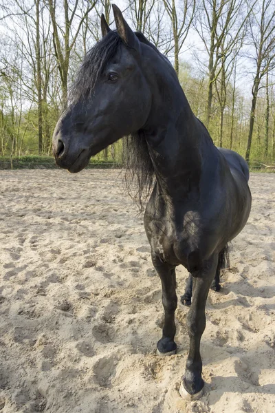 Cavalo em suas barracas — Fotografia de Stock