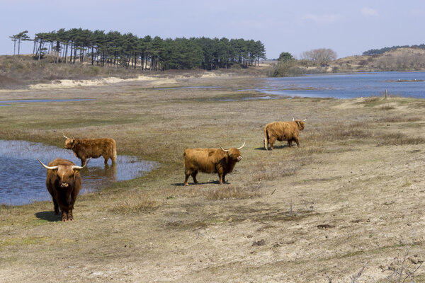 Cattle scottish Highlanders, Zuid Kennemerland, Netherlands