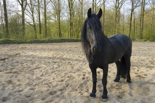 Cavalo preto engraçado — Fotografia de Stock