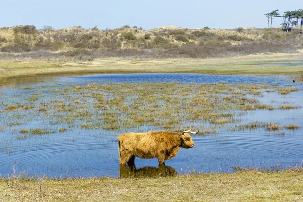 Cattle scottish Highlanders, Zuid Kennemerland, Netherlands — Stock Photo, Image