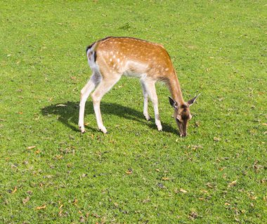 Sika geyiği wating çim