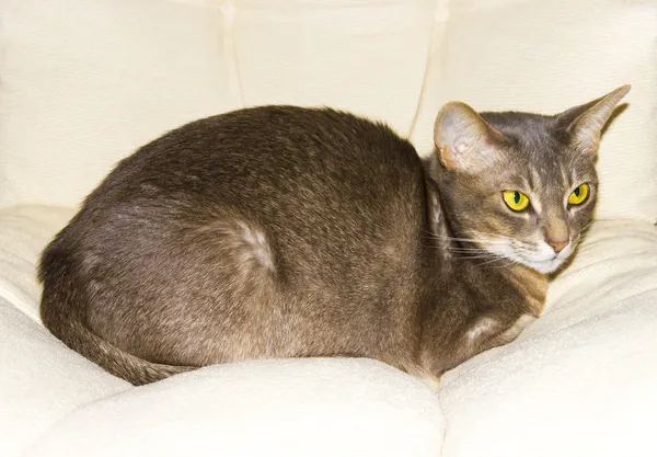 Abisinio gato en silla almohada, símbolo de comodidad —  Fotos de Stock