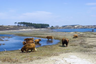 sığır İskoç highlanders, zuid kennemerland, Hollanda