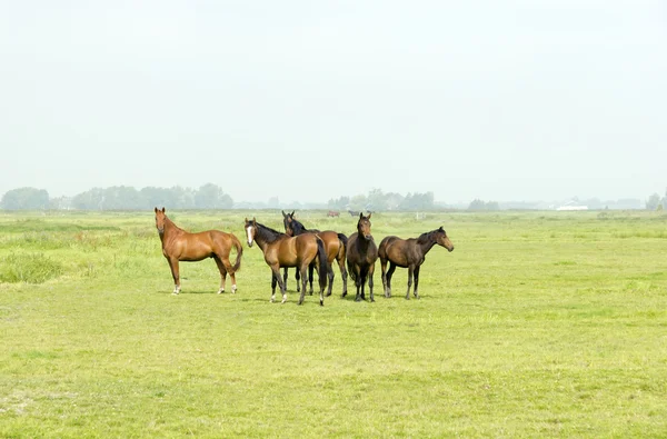Sechs Pferde auf einer grünen Weide — Stockfoto