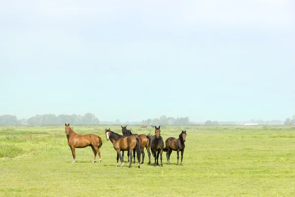 Zes paarden in een groene weide — Stockfoto