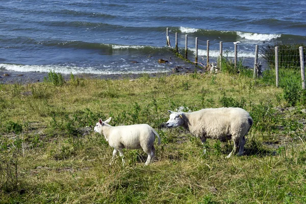Moutons à une digue, Pays-Bas — Photo