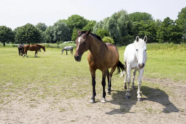 Herd van paarden — Stockfoto