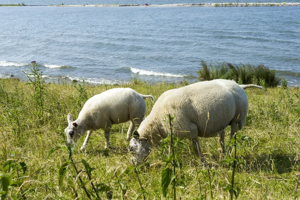 Moutons à une digue, Pays-Bas — Photo