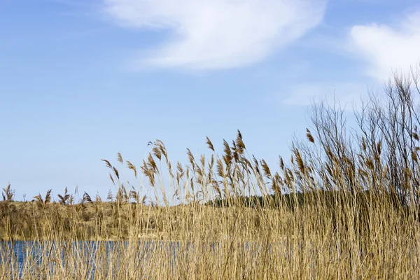 荷兰 zuid，肯内梅兰国家公园湖 — 图库照片