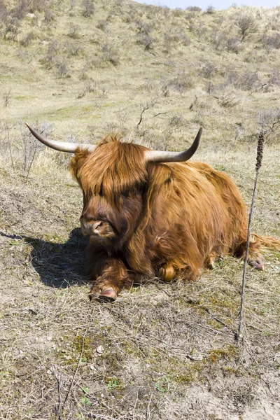 Bovins écossais Highlanders, Zuid Kennemerland, Pays-Bas — Photo