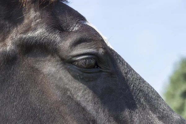 Oko na černém koni — Stock fotografie