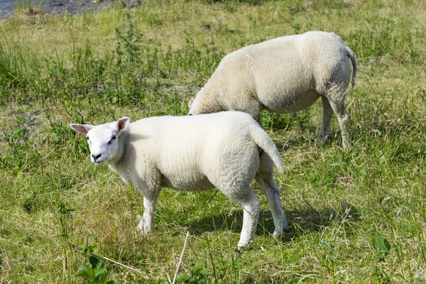 Moutons à une digue, Pays-Bas — Photo