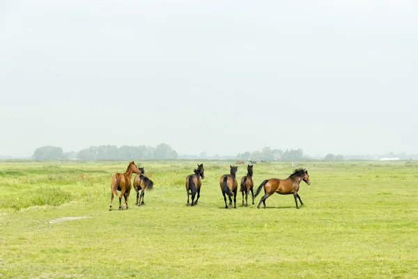 Six chevaux dans une prairie verte — Photo