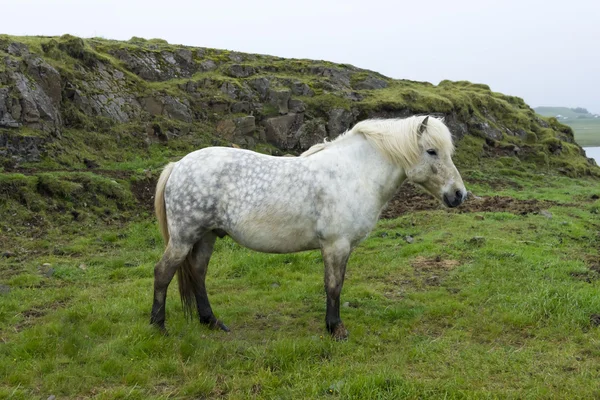 美しいアイスランドの馬 — ストック写真