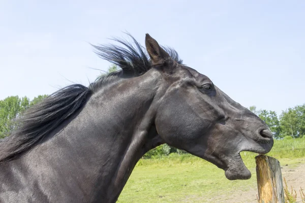 Cavalo afia os dentes em um poste de madeira — Fotografia de Stock