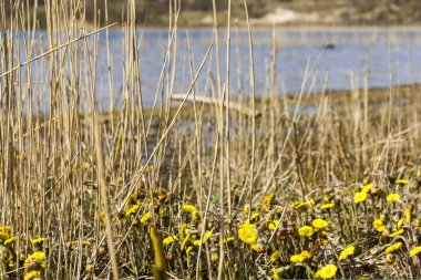 Tussilago farfara, milli park zuid kennemerland, netherla