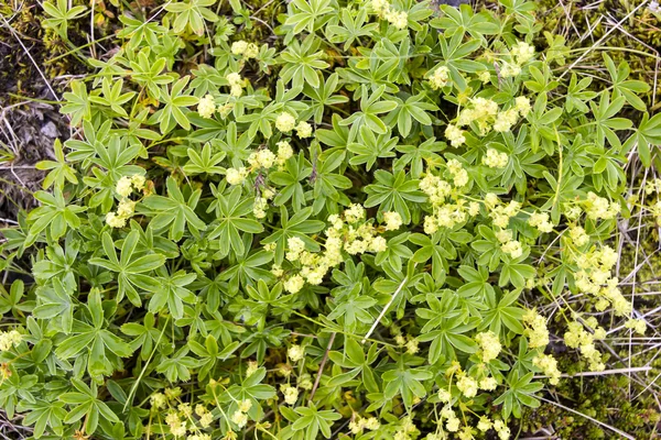 Flowers and leaves background, South Area, Iceland — Stock Photo, Image