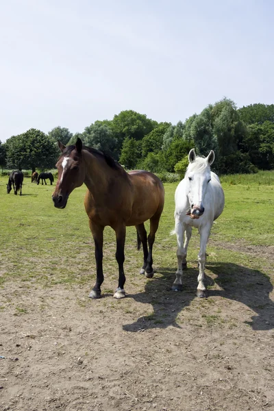 Herd of horses — Stock Photo, Image