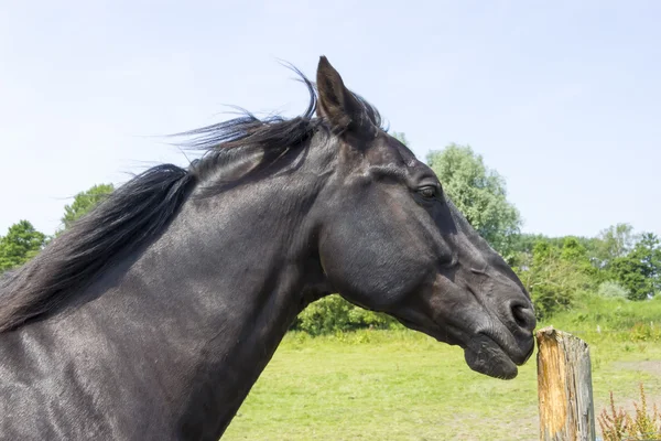 Cheval aiguise ses dents sur un poteau en bois — Photo