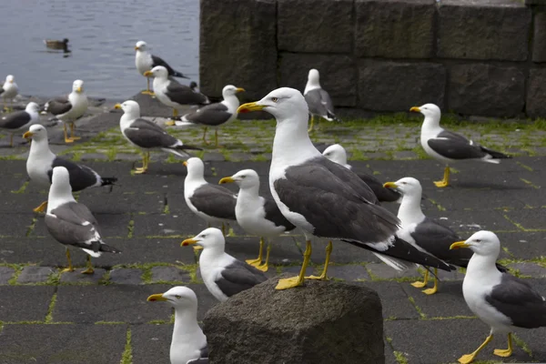 Gaviotas cerca de un estanque en el centro de Reikiavik —  Fotos de Stock