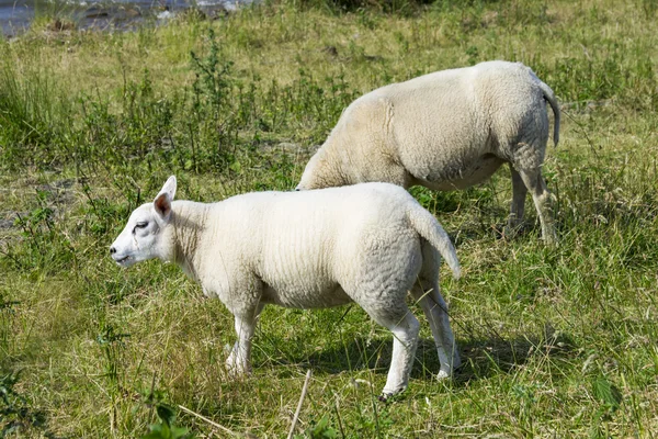 Moutons à une digue, Pays-Bas — Photo