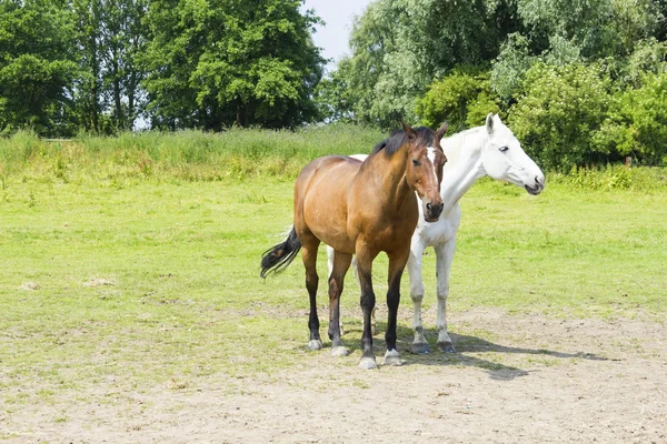 Manada de caballos —  Fotos de Stock