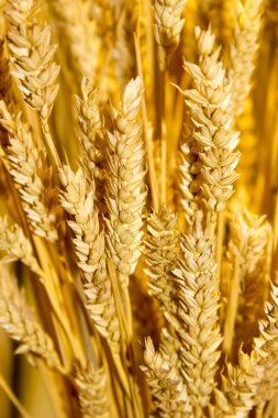 altın buğday kulak arka plan