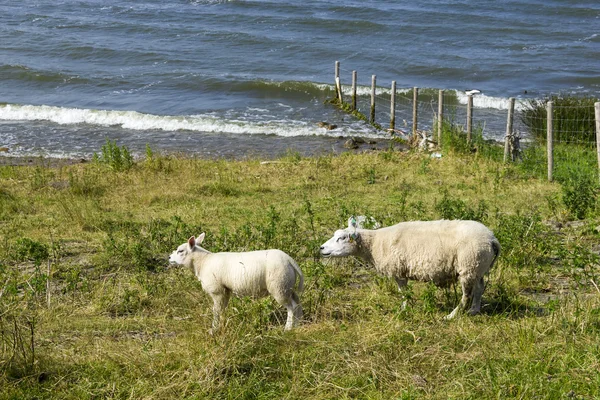 Sheeps at a dike, the Netherlands — Stock Fotó