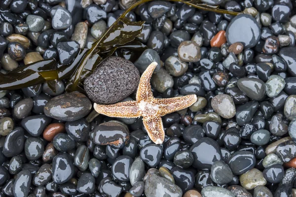 Estrella de mar sobre guijarros húmedos —  Fotos de Stock