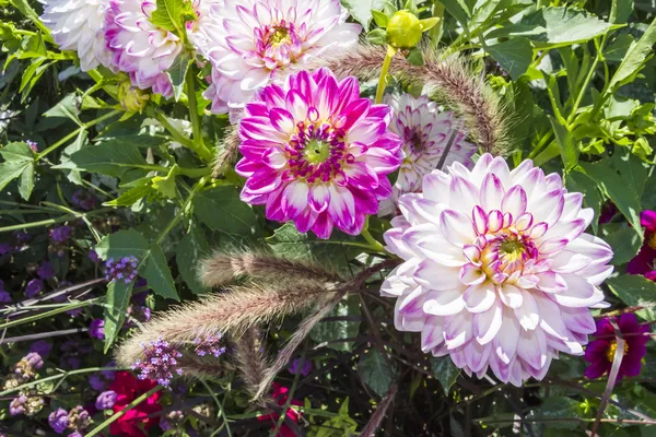 Beau jardin fleuri coloré avec diverses fleurs — Photo