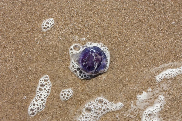 Medusas azules en la playa de arena —  Fotos de Stock