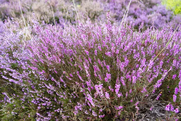 Branches of a blossoming heather close up — Stock Photo, Image