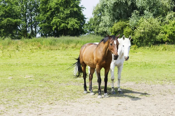 Pferdeherde — Stockfoto