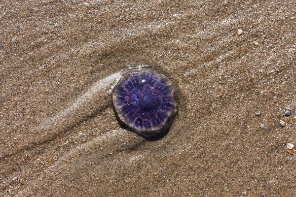 Medusas azules en la playa de arena —  Fotos de Stock