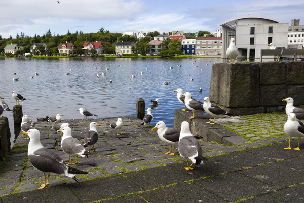 Mouettes près d'un étang dans le centre de Reykjavik — Photo