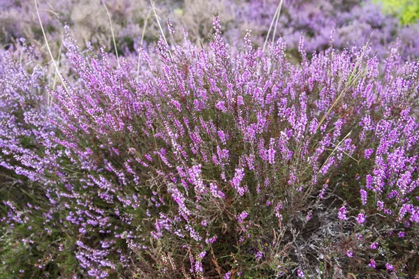 Branches of a blossoming heather close up — Stock Photo, Image