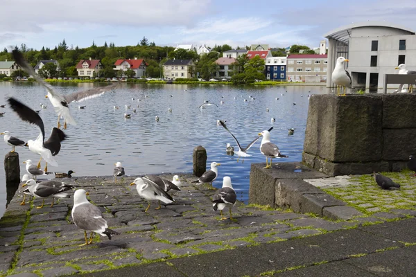 Seagulls near a pond in the center of Reykjavik — Stock Photo, Image