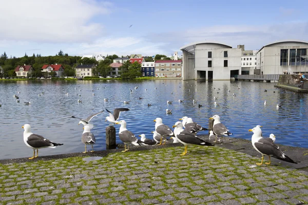 Gaivotas perto de uma lagoa no centro de Reykjavik — Fotografia de Stock