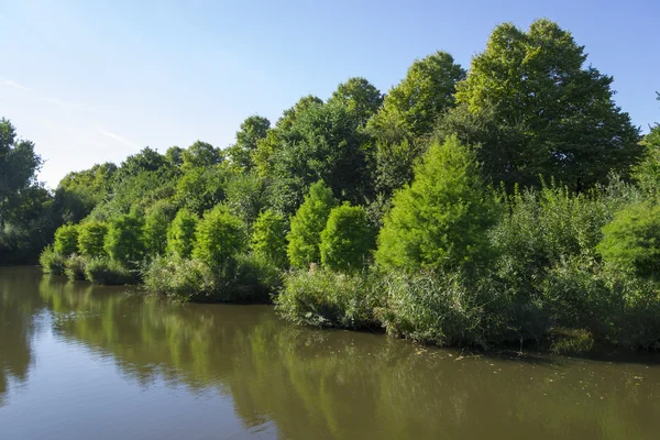 Schilf in der Nähe des Kanals im Park, amsterdam, Niederlande — Stockfoto