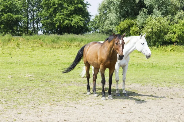 Stádo koní — Stock fotografie