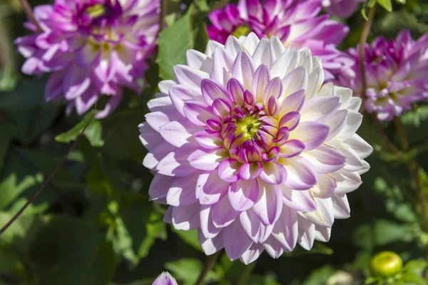 Vacker färgglad blomma trädgård med olika blommor — Stockfoto