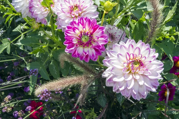 Belo jardim de flores coloridas com várias flores — Fotografia de Stock