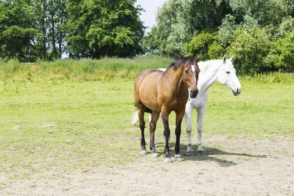Mandria di cavalli — Foto Stock