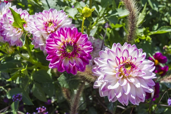 Красивый цветущий сад с различными цветами — стоковое фото