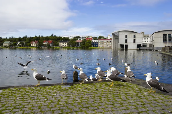 Seagulls near a pond in the center of Reykjavik — Stock Photo, Image