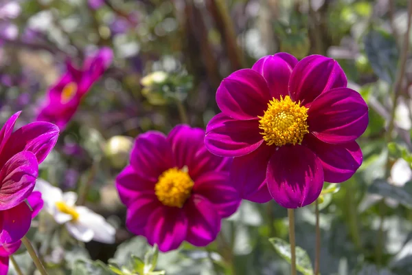 Vacker färgglad blomma trädgård med olika blommor — Stockfoto